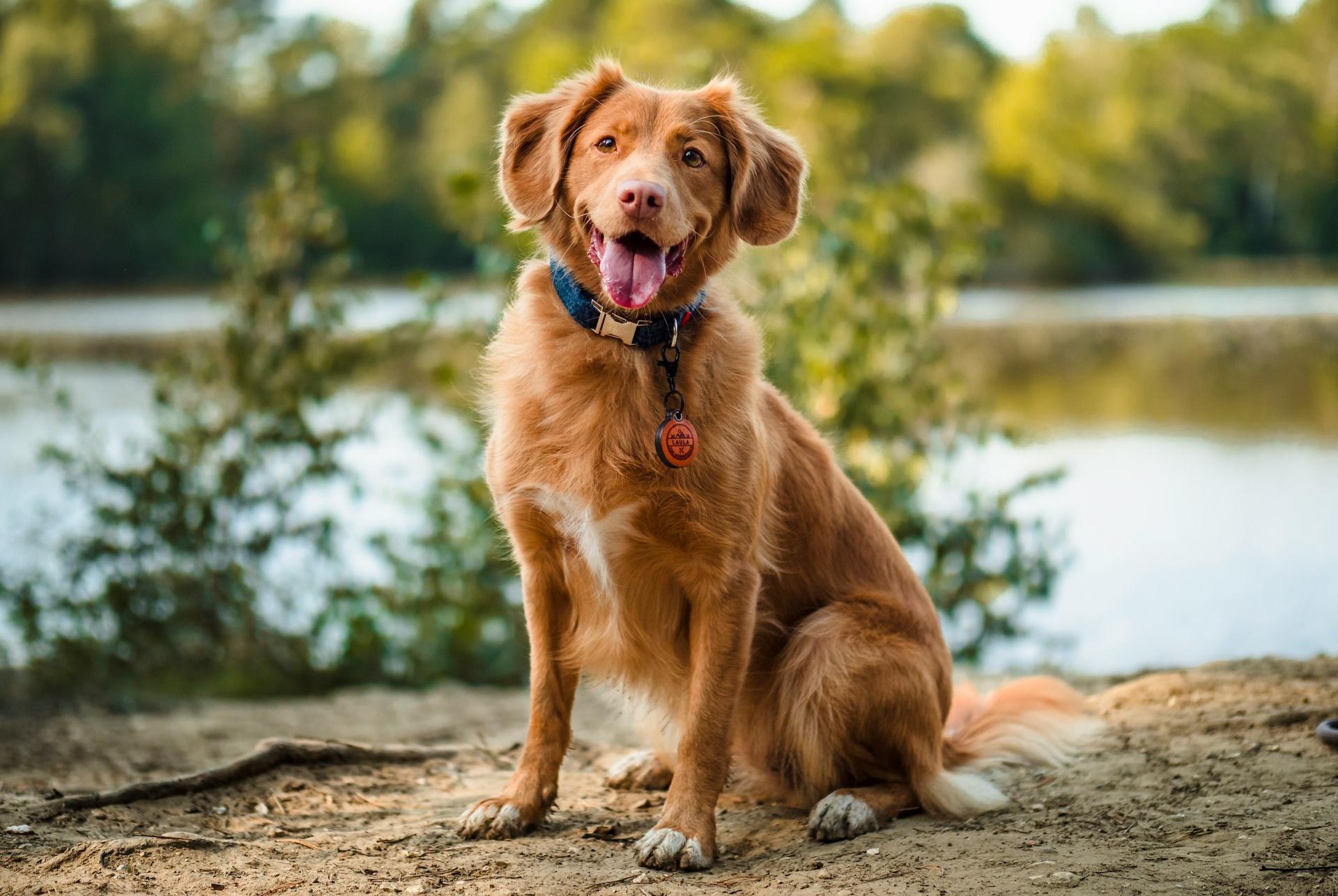 brown long coated dog sitting on brown wooden log during daytime
